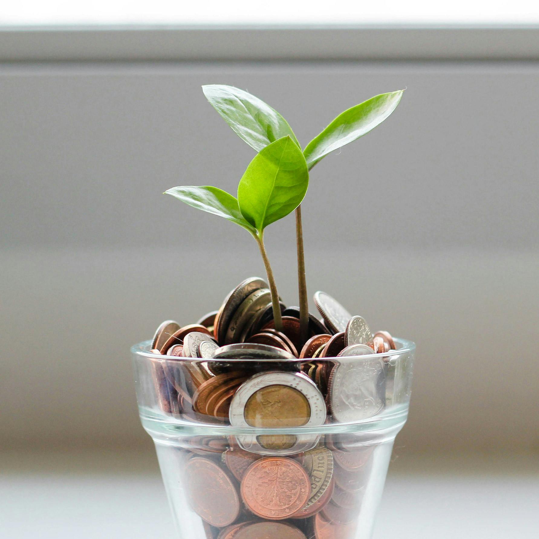 Small tree growing from a pot of money