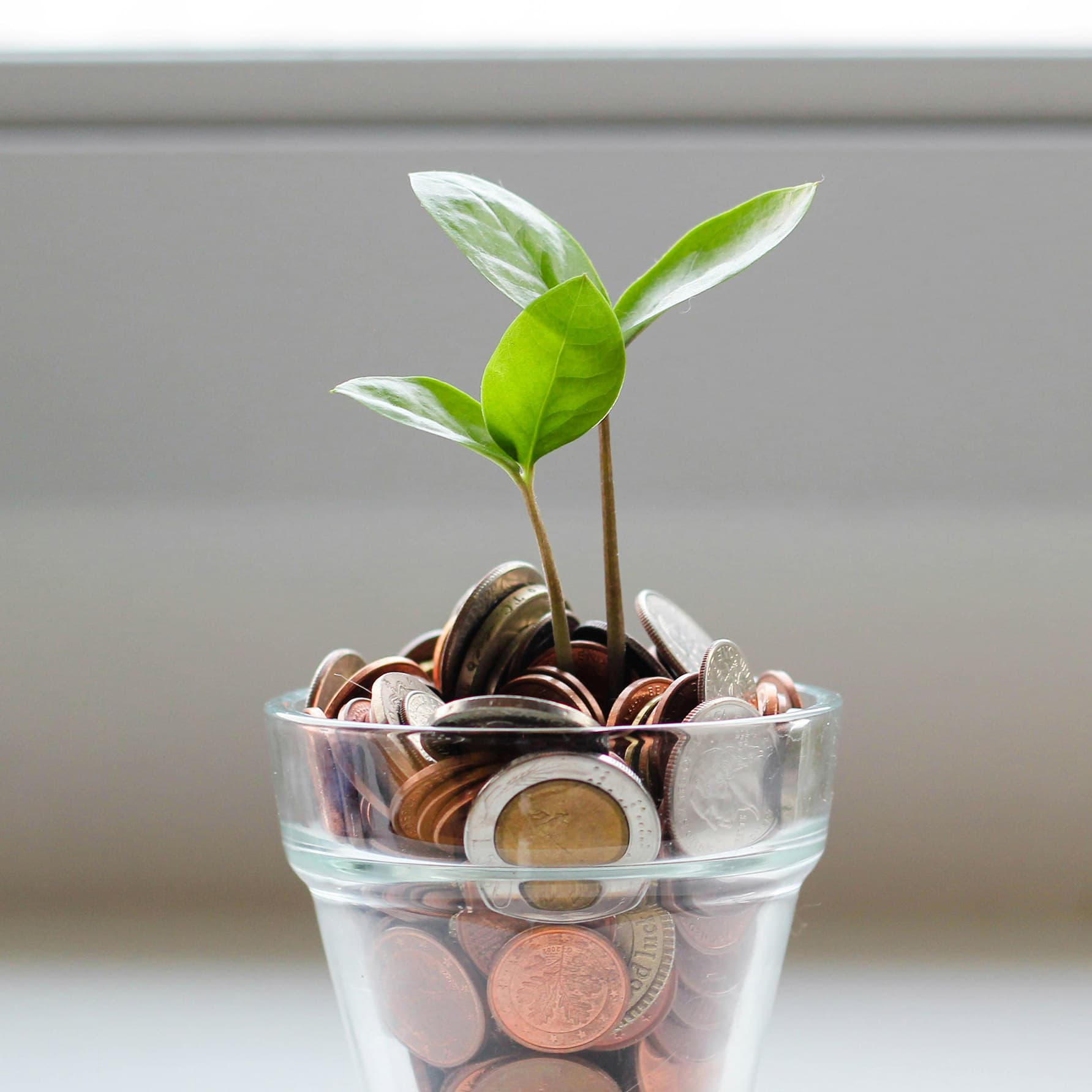 Small tree growing from a pot of money